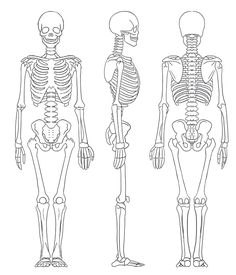 the human skeleton is shown in three different positions, including the upper and lower limbs