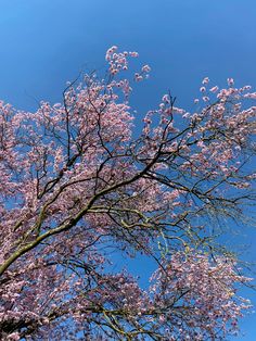 the tree is blooming with pink flowers on it's branches and blue sky in the background