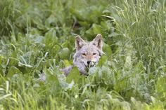 a wolf is walking through the tall grass