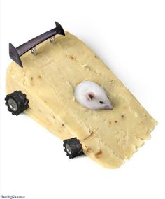 a mouse in a piece of cheese with wheels