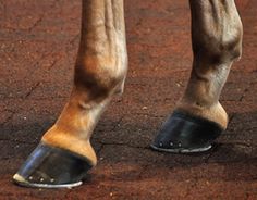 a horse's legs and feet are shown in close up, with the hooves showing