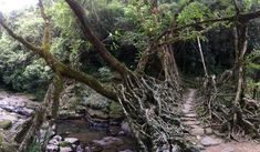 a small stream running through a forest filled with lots of trees and rocks covered in vines