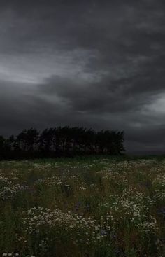 a field with wildflowers and trees under a dark sky in the distance,