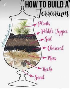 Terrarium  diy gardening Plant Ideas Indoor, Best Terrarium Plants, Indoor Plant Ideas, Closed Terrarium Plants, Build A Terrarium, Diy Succulent Terrarium, Beautiful Terrariums, Succulent Garden Design, Mini Terrarium