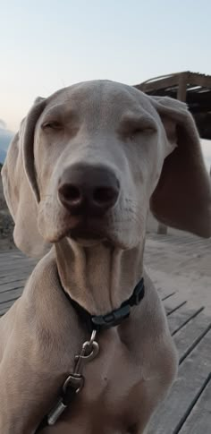 a close up of a dog on a wooden deck with mountains in the back ground