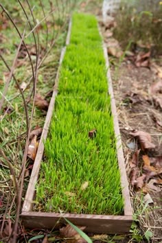 a wooden box with grass growing in it