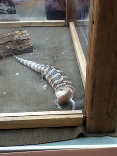 an alligator is sitting on the ground in front of a window