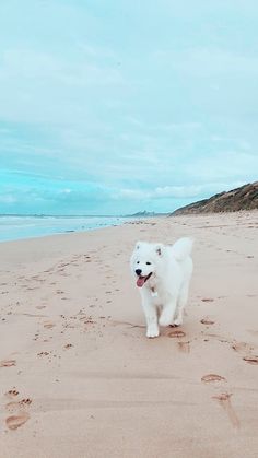 a small white dog walking across a sandy beach