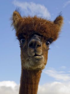 an alpaca with the caption when someone asks to fax something, really why not send it over on a dinosaur?