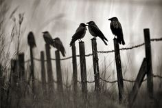 black and white photograph of birds perched on fence posts