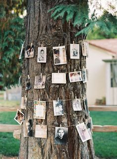 a tree with pictures hanging from it's branches and photos pinned to the bark