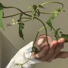 a person holding up a plant with green leaves in their hands and the stems sprouting from it