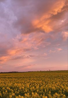 a large field full of yellow flowers under a cloudy blue sky with pink and orange clouds