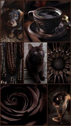 a collage of pictures with cats, flowers and other things to see in them