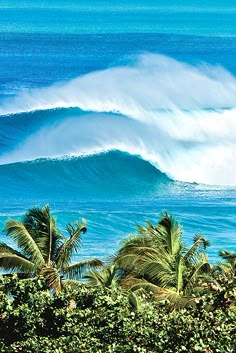 a large wave is coming in to the shore and palm trees are around it,