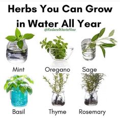 herbs you can grow in water all year