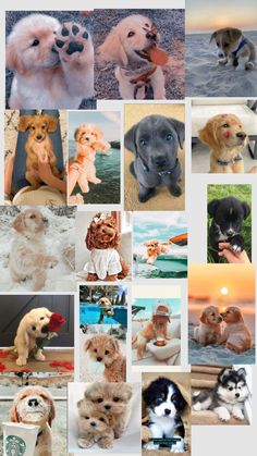 there are many different pictures of dogs together