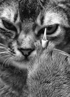 a cat with its head on another cat's face