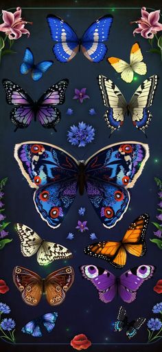 the butterflies are all different colors and sizes