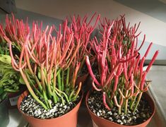 three potted plants with red stems and green leaves