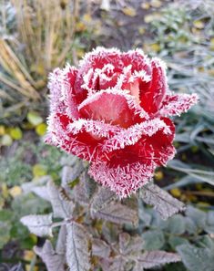 a red flower with frost on it's petals in the middle of a garden