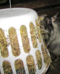 a hamster eating hay out of a white basket on the ground next to it's cage