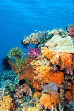 an underwater view of colorful corals and seaweed