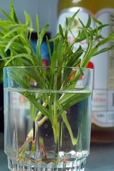 a plant in a glass filled with water