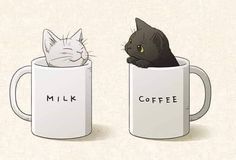 two cats sitting in mugs with the words milk and coffee written on them together