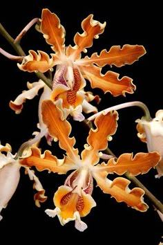 an orange and white flower on a black background