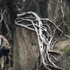 a man sitting on top of a rock covered in vines