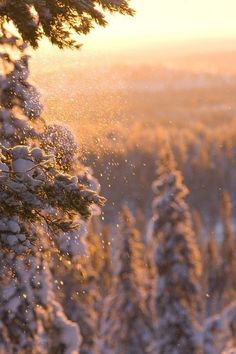 the sun shines brightly through the snow covered trees