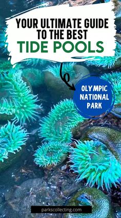 the ultimate guide to the best tide pools in olympic national park with text overlay reading your ultimate guide to the best tide pools