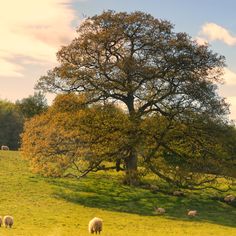 sheep graze on the grass in front of a large, leafy tree at sunset