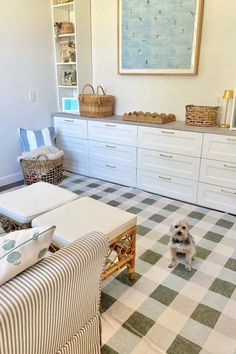 a small dog sitting in the middle of a living room with white furniture and checkered rug