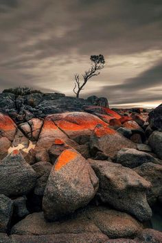 a lone tree stands on top of some rocks