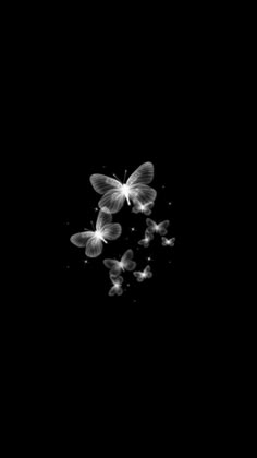 three white butterflies flying in the dark