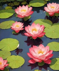 pink water lilies floating on top of green leaves