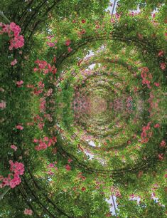 the view from above looking up at pink flowers and green trees in the middle of the image