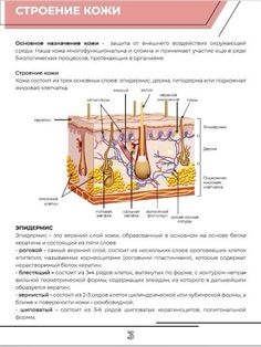 an image of the structure of hair and it's parts in russian language, with description