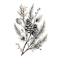 an ink drawing of pine cones and needles on a tree branch with snowflakes