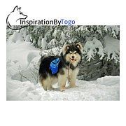 a dog with a blue harness standing in the snow