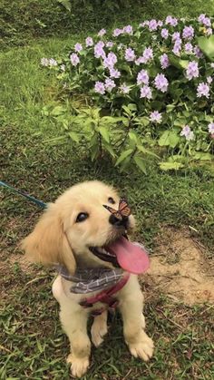 a dog with a bandana on sitting in the grass and holding a frisbee