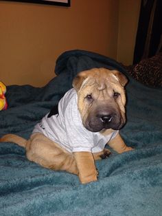 a brown dog laying on top of a bed next to a stuffed animal toy in a room