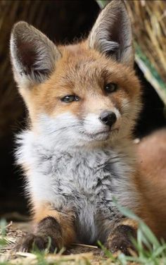 a baby fox is sitting in the grass