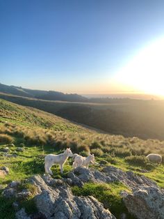 three white goats grazing on the side of a rocky hill at sunset or sunrise with grass and rocks in foreground