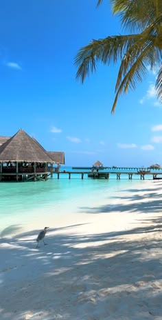 a bird is standing on the beach in front of some water and huts with thatched roofs