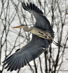 a bird flying through the air with its wings spread out in front of some bare trees