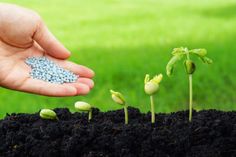 someone is holding seeds in their hand over the soil with small flowers growing out of it