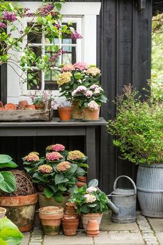 many potted plants are sitting on a table